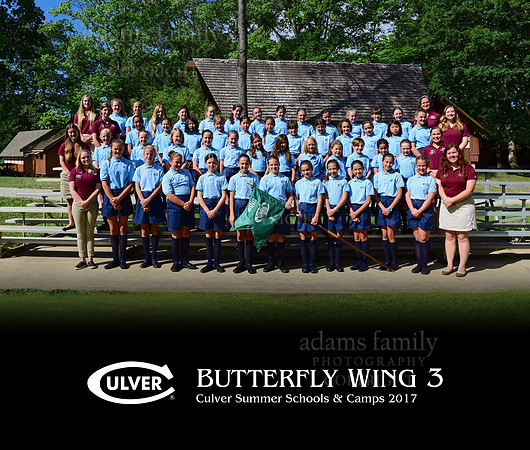 Butterfly Wing 3 2017